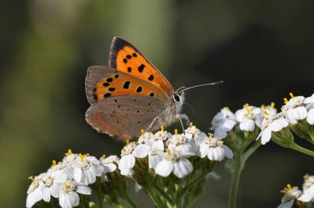 Kleine Vuurvlinder