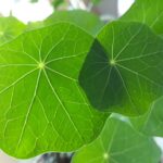 De Signatuurleer: De Taal van Planten Begrijpen