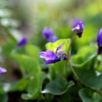 Maarts Viooltje – (Viola odorata)
