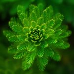 Het ontstaan van het plantenrijk op aarde; een oeroude basis voor kruidengeneeskunde