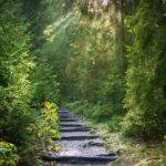 Forest Bathing: tot rust komen in het bos