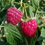 Frambozenblad tijdens de zwangerschap: natuurlijke ondersteuning of mythe?