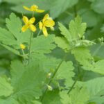 Stinkende Gouwe – (Chelidonium majus)