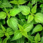 5 soorten eetbaar onkruid die groeien in je eigen tuin