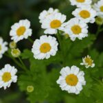 Moederkruid – (Tanacetum parthenium)